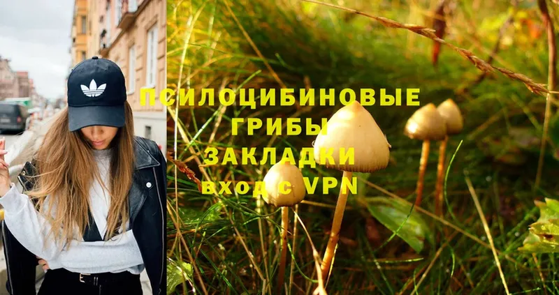 Псилоцибиновые грибы Psilocybine cubensis  Кизилюрт 